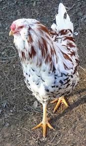 New Years Day 2009 Chickens Backyard Beautiful Chickens Pet Chickens