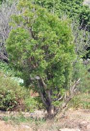 Image result for Loxostylis