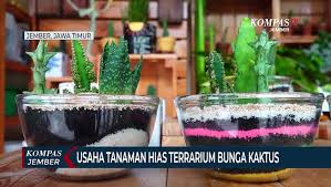 Untuk digunakan gratis ✓ tidak ada atribut yang di perlukan ✓. Usaha Tanaman Hias Terrarium Bunga Kaktus Video Dailymotion