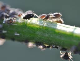 Good soil management and using organic fertilizer for tomatoes also helps keep your plants healthy regarding viral disease and fungal infections, and excellent and natural control (albeit quite expensive) is colloidal silver. Insect Pest Of Tomato Slideshare