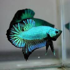 Black Turquoise Dragon Halfmoon Plakat Male Betta Betta Fish Betta Fish Care Betta