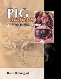 Pig Anatomy And Dissection Guide Bluedoor Publishing