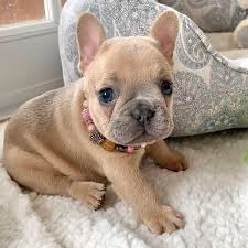 Check spelling or type a new query. French French Bulldog Puppies Available For Rehoming Facebook