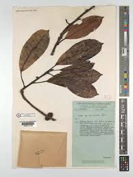 Image result for Ficus craterostoma