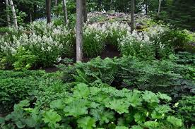Found on the banks of woodland streams in western usa, darmera likes wet soil so it works well next to a stream or pond margin. Darmera Peltata Google Sogning Garden Landscape Design Shade Garden Design Woodland Garden