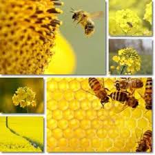 Iată 5 modalități surprinzătoare de a folosi mierea: Miere De Albine De Rapita Pret Si Beneficii Uncorpsanatos Ro