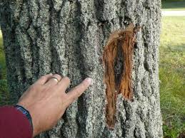 However, symptoms typical of oak wilt were described as far back as the late 1800s, even if the cause was unknown at that time. Oak Wilt Disease Msu Extension