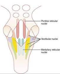 Nuclei and tracts medulla • transitional zone between spinal cord and the medulla. Cortical And Brain Stem Control Of Motor Function The Nervous System C Motor And Integrative Neurophysiology Guyton And Hall Textbook Of Medical Physiology 12th Ed