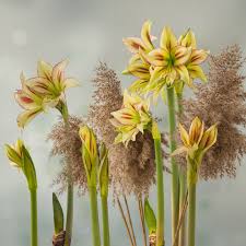 Image result for Scadoxus cinnabarinus