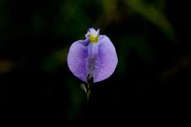 Image result for Burmannia