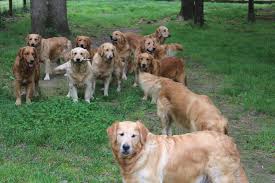 Their coat of gold is their trademark and. Puppies For Sale Virginia