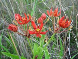 Image result for Stathmostelma