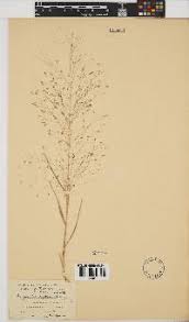 Image result for Glossostelma carsonii