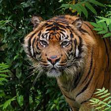 Pton Sunda Rainforest Project On Instagram It Is Estimated That Only Between 500 600 Sumatran Tigers Rema Rainforest Project Sumatran Tiger Rainforest Theme