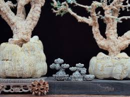 Image result for Thesium fanshawei