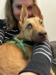 I'm trying to find this little sweetheart a loving home. She is loving, a  purr machine, enjoys playing and refers company. She was found in a parking  lot