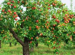 Check spelling or type a new query. 89 Gambar Pohon Apel Berbuah Lebat Paling Hist Gambar Pixabay