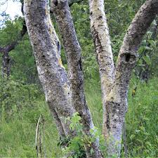 Image result for Steganotaenia