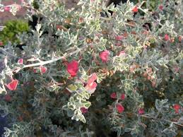 Image result for Rhagodia