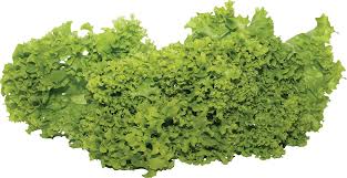 Salad Png Image Free Png Herbs Image