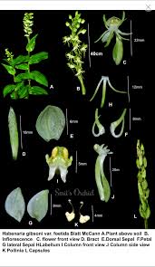 Image result for Habenaria petitiana