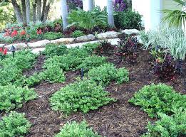 Image result for Carissa