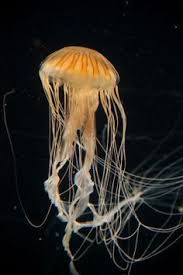 Rgbstock Com Free Stock Photos Rgbstock Free Stock Images Medusa