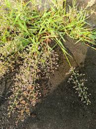Image result for Eragrostis homblei