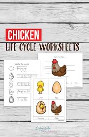 Free Chicken Life Cycle Worksheets Chicken Life Cycle Activities Chicken Life Cycle Cycle For Kids