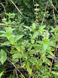 Image result for Ocimum filamentosum