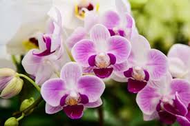 Miniature phalaenopsis appendiculata orchid species phal blooming size. Are Orchids Poisonous To Cats