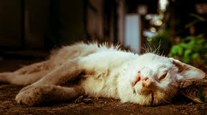 Apa arti mimpi tentang pisau? Arti Sebenarnya Mimpi Membunuh Kucing Menurut Islam