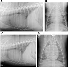 The dog is not coughing up mucus) although the cough may produce small amounts of phlegm or blood. Update On Canine Idiopathic Pulmonary Fibrosis In West Highland White Terriers Veterinary Clinics Small Animal Practice
