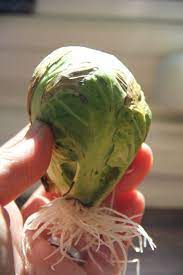 How To Root And Regrow Brussels Sprouts Imeeshu Com Brussel Sprout Plant Growing Sweet Potatoes Brussel Sprouts