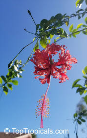 Image result for Hibiscus schinzii