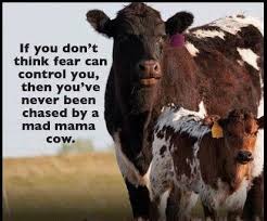 From I Love Farming Farm Humor Cow Quotes Show Cows
