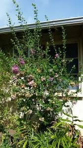 Image result for Karomia