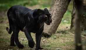 La pantera nera è tornata: La Pantera Di Castellana E Il Commercio Illegale E Malavitoso Di Animali Esotici Globalist