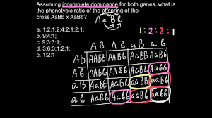 For example, the genotypes of aabb, aabb, aabb, and aabb are all different from each other, yet will all produce the same phenotype. Dihybrid Cross And Incomplete Dominance Youtube