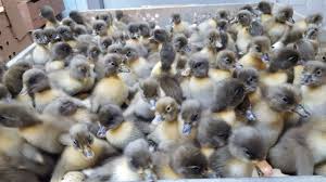 They are not really flighty like the smaller ducks. Blue Swedish Ducks Ducklings For Sale Cackle Hatchery