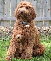 We did not find results for: Teacup Labradoodle Labradoodles Dogs