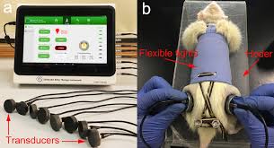 Therapeutic Effects Of Low Intensity Pulsed Ultrasound On Osteoporosis In Ovariectomized Rats Intensity Dependent Study Ultrasound In Medicine And Biology