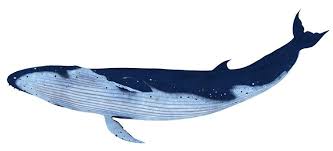 Whale 3d Model Rigged Animation Textured Whale 3d Model Animation
