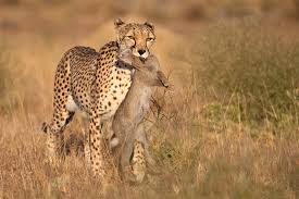 Check spelling or type a new query. What Do Cheetahs Eat