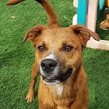 Available Pets At Out Of The Woods Animal Rescue Of Arkansas In Little Rock Arkansas Pet Adoption Mixed Breed Dog Adoption