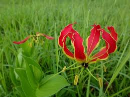 Check spelling or type a new query. Flame Lily Gloriosa Superba Flower Lily Tropical Exotic Zambia Africa Pikist
