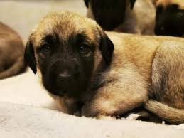Die kangal stammen aus der türkei und derzeit wird er auch hauptsächlich dort gezüchtet. Kangal Welpen Tierheim Pirmasens