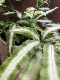 Image result for Pteris