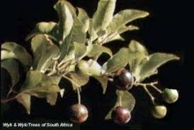 Image result for Cryptocarya woodii