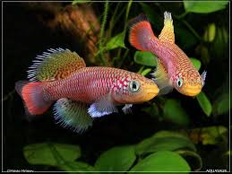 Killifish Freshwater Fish Fresh Water Fish Tank Tropical Freshwater Fish